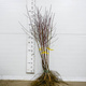 Brzoskwinia Envoy Plant Pack