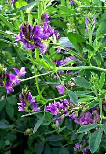 Lucerna siewna otoczkowana+Rhizobium cena za 0,5 kg