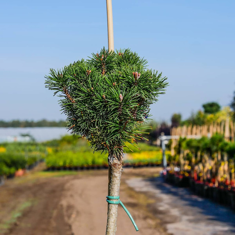 Sosna pospolita Kobold szczepiona na pniu Pa 60