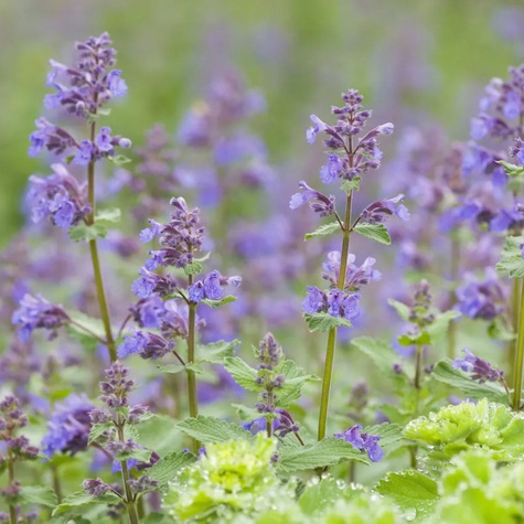 Kocimiętka Faassena Walker's Low (C2)