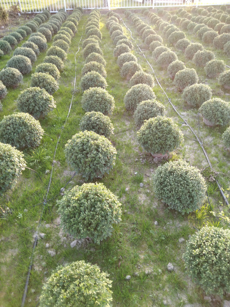 Chryzantema drobnokwiatowa jasno różowa DUŻA DONICA
