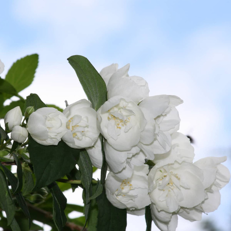 Jaśminowiec Virginal (C2)