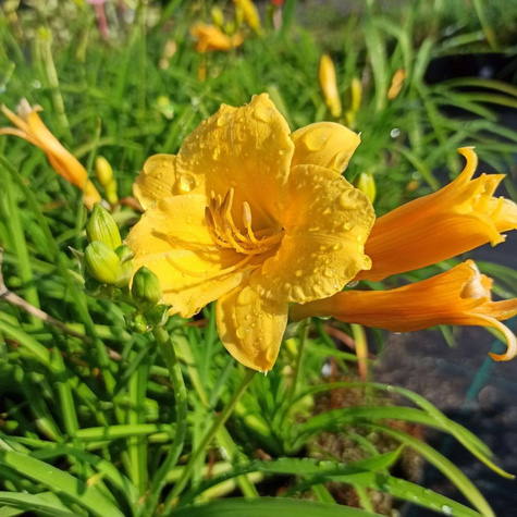Liliowiec ogrodowy Stella d`Oro (C2)