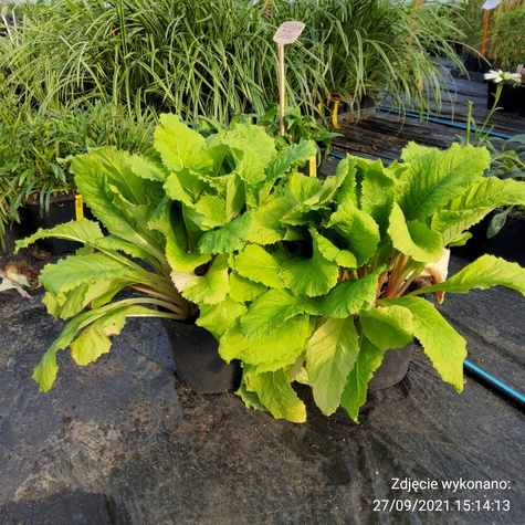 Pierwiosnek japoński Miller's Crimson