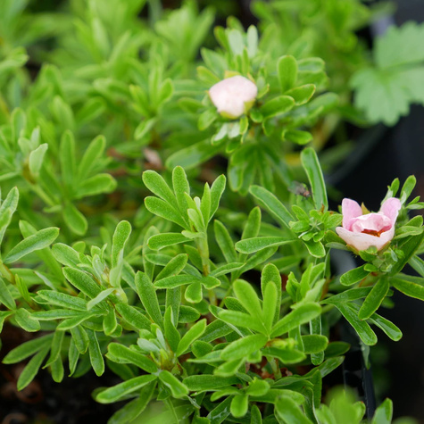 Pięciornik krzewiasty jasnoróżowy (C2)