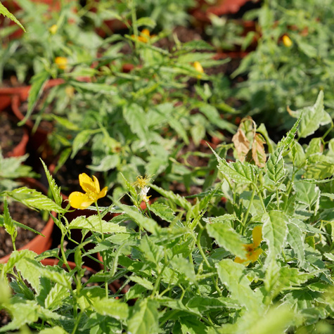 Złotlin japoński Picta (P9)