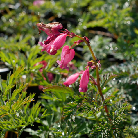 Serduszka okazała (C2)