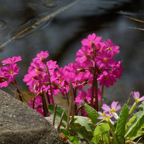 Pierwiosnek różowy (P9)