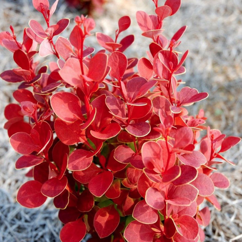 Berberys thunberga Red Hot Chili (P9)
