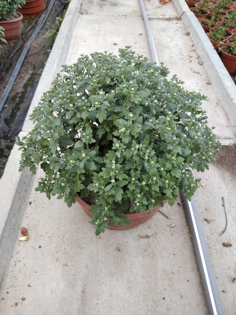 Chryzantema drobnokwiatowa jasno różowa DUŻA DONICA