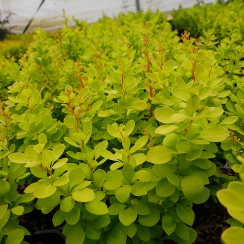 Berberys Thunberga Yellow Bird (C2)