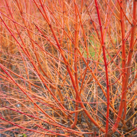 Wierzba Flame czerwone pędy (C2)