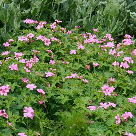 Bodziszek Endressa Wargrave Pink (C2)