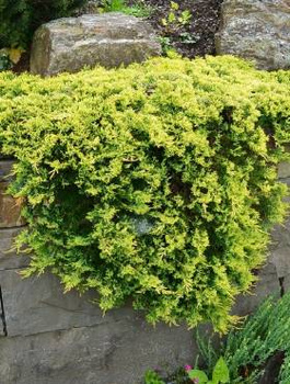 Jałowiec płożący Golden Carpet złoty dywan (C2)