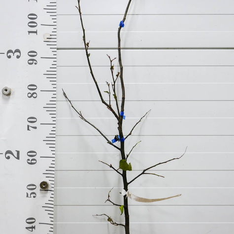 Pigwa gruszkowa Portugal Plant Pack