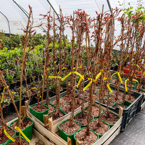 Winobluszcz trójklapowy Veitchii