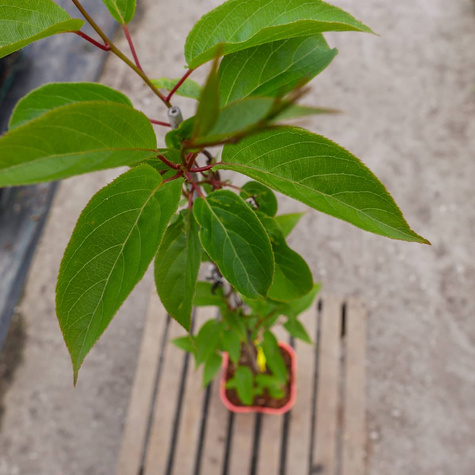 Mini Kiwi Aktinidia Ostrolistna Ken's Red Żeńska Czerwona - C2