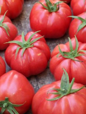 Pomidor gruntowy malinowy wysoki Marmande VR  0,5g