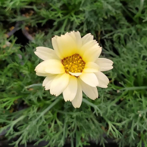 Stokrotka marokańska Sunshine Peach (C2)