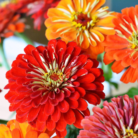 Cynia wytworna daliowa mieszanka 1g