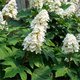 Hortensja dębolistna Ice Crystal (P9)