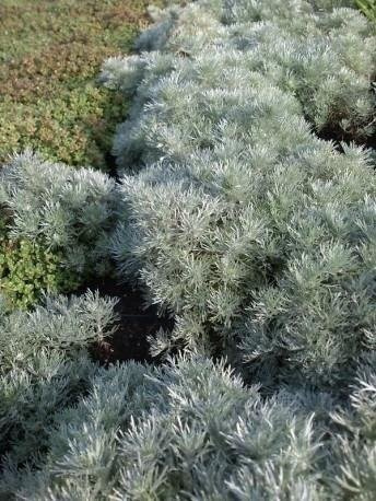 Bylica Schmidta Silver Mound (C2)