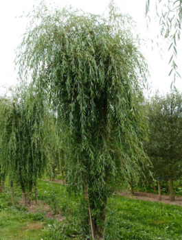 Wierzba Płacząca Biała Tristis 