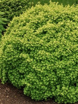 Trzmielina Fortune'a Sheridan Gold (P9)