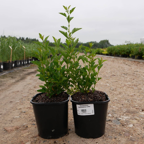 Pęcherznica kalinolistna Little Joker (C1.7)