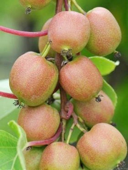 MINI KIWI Aktinidia smakowita Jenny obupłuciowa (C2)