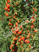 Jagoda Goji Big Berry
