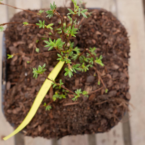 Pięciornik krzewiasty Hopley's Orange (C2)