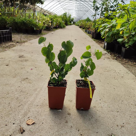 Judaszowiec kanadyjski biały (C2)