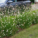 Gaura Gambit White (C2)