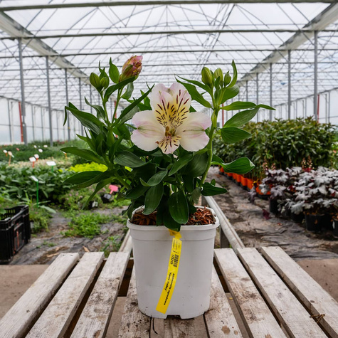 Alstremeria ogrodowa Times Valley (C2)