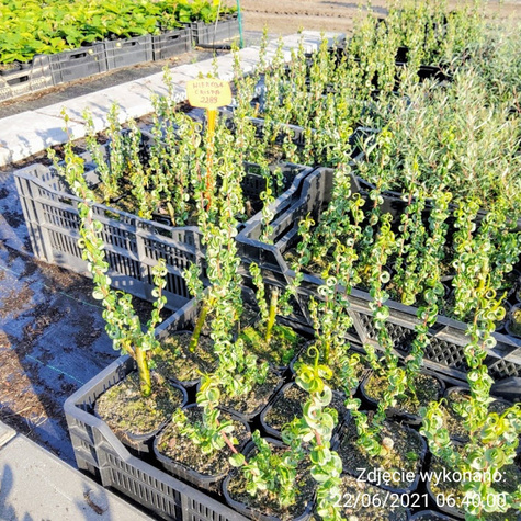 Wierzba babilońska Crispa (C2)