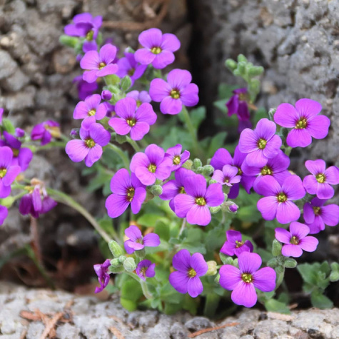 Żagwin ogrodowy Cascade Blue (C2)