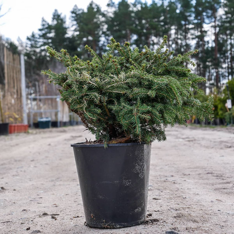 Świerk pospolity Nidiformis gniazdkowy (C2)