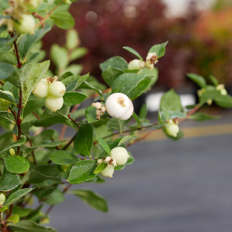 Śnieguliczka biała (P9)