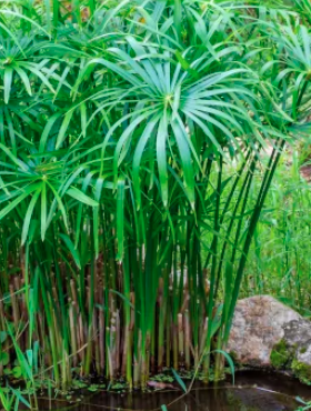 Papirus cibora Cedric