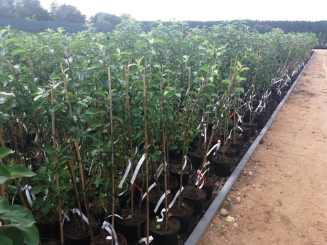 Wiśnia Lucyna Najlepsza Deserowa w doniczce