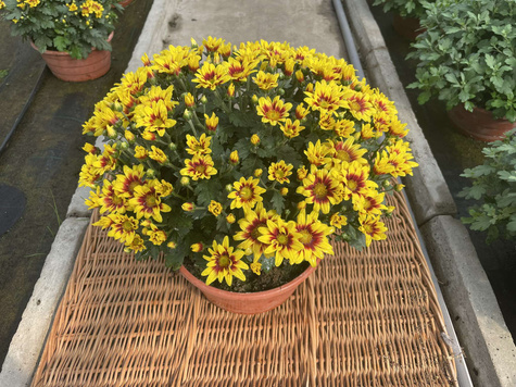 Chryzantema Ciotat DUŻA ROŚLINA do postawienia