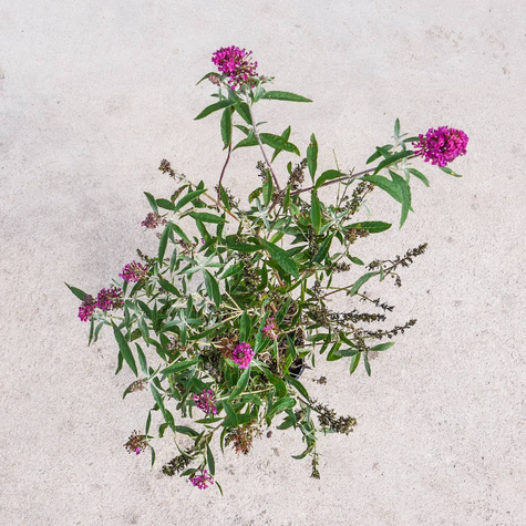 Budleja Dawida Summer Bird Raspberry (C2)