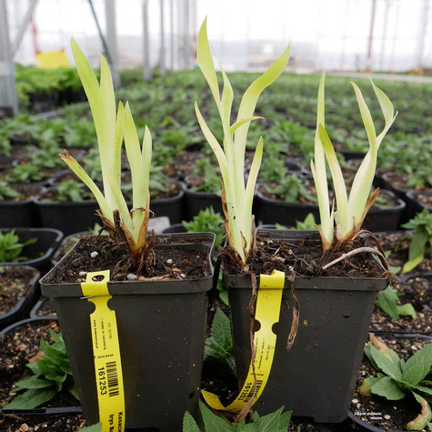 Kosaciec syberyjski Irys Butter and Sugar (C2)