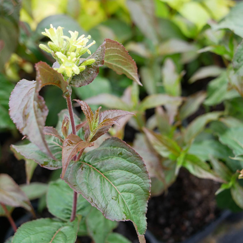 Zadrzewnia nadbrzeżna Troja Black (C1.7)