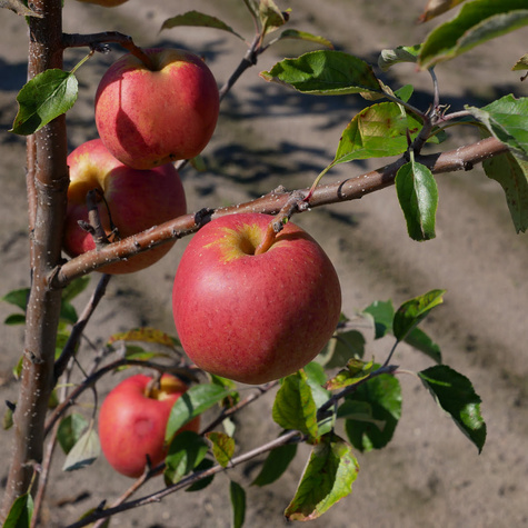 Jabłoń Gala Buk Brook Field Bukfeld Plant Pack