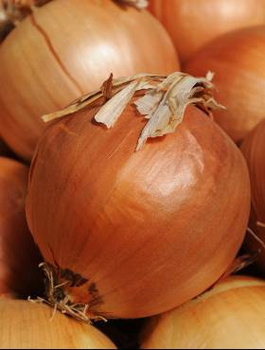 Cebula Algida zimująca 100g