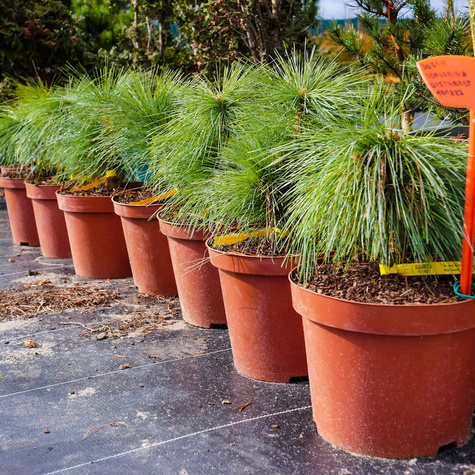 Sosna Schwerina Wiethorst szczepiona NP (C5)