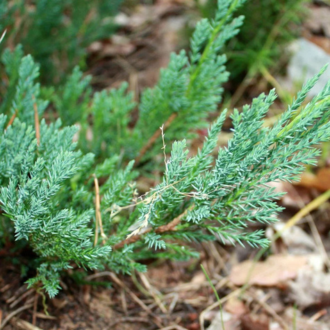 Jałowiec płożący Hughes