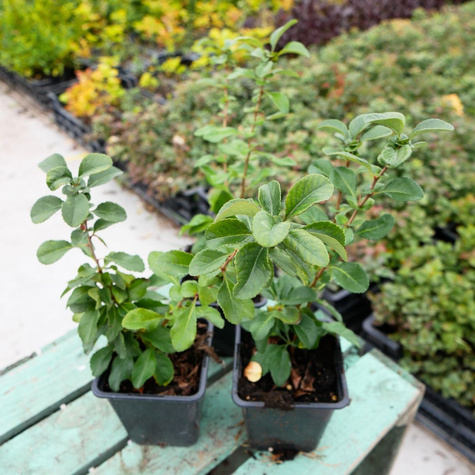 Pigwowiec japoński Sargentii (P9)